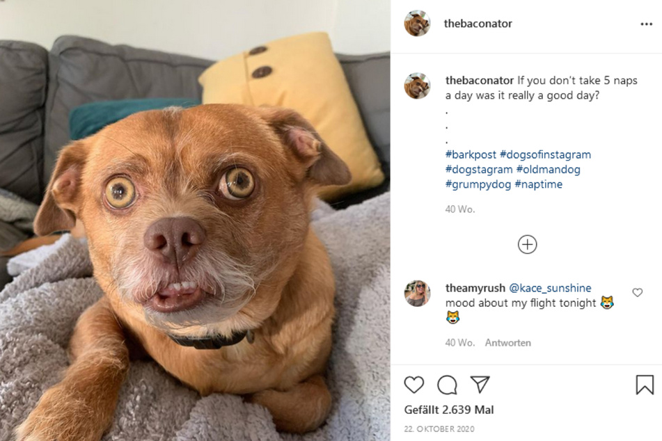 Unter dem Pseudonym "The Baconator" hat es der ausdrucksstarke Hund inzwischen ganz nach oben geschafft.