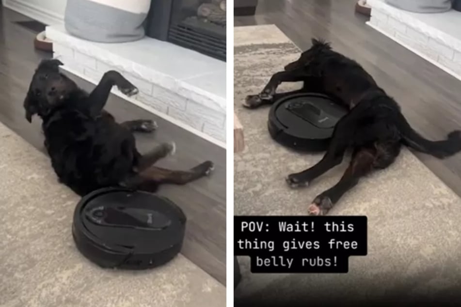 This rescue dog figured out how to get free belly rubs from the robot vacuum.