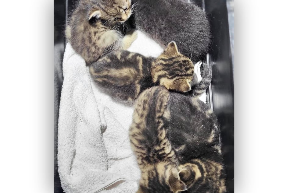 El club recogió a los gatitos de inmediato después de que el servicio de cuidado informara del hallazgo.