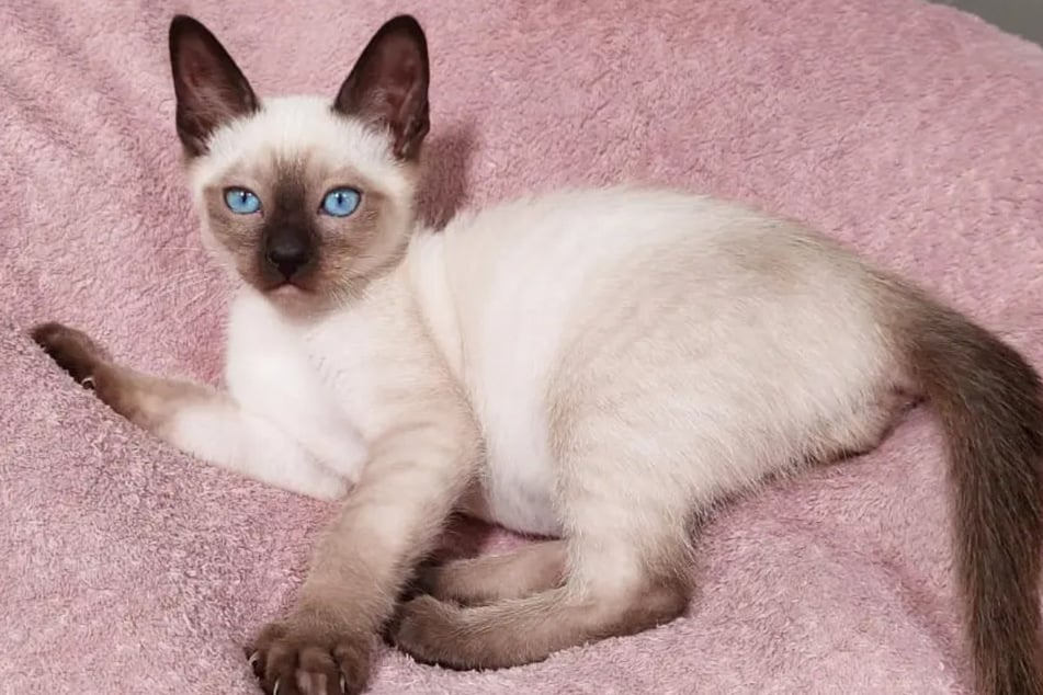 Siam Fipsie ist erst wenige Monate alt und wartet im Berliner Tierheim auf eine Adoption.