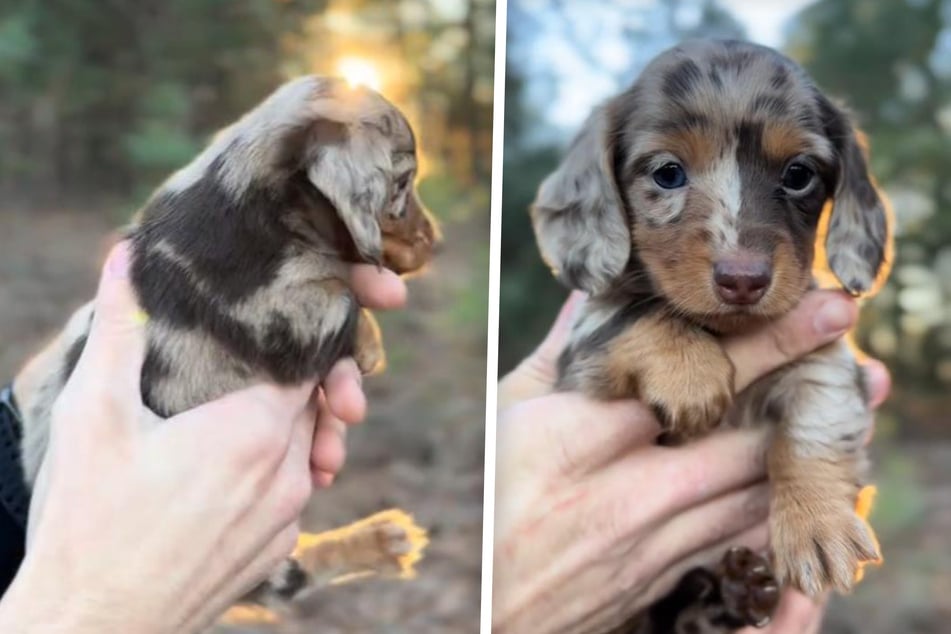 The little dachshund lady is causing a stir online.