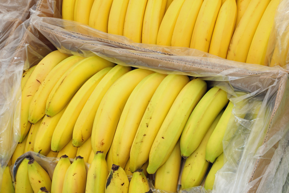 Zwischen Bananen versteckt: Drogenfahnder finden drei Tonnen reines Kokain