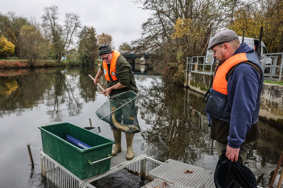 Die Agger ist ein Fluss bei Siegburg in Nordrhein-Westfalen. (Archivbild)