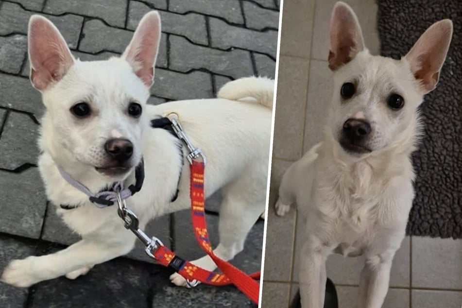 Welpe sucht aktive Menschen: Wer hat ein Herz für "Wirbelwind" Bianco?