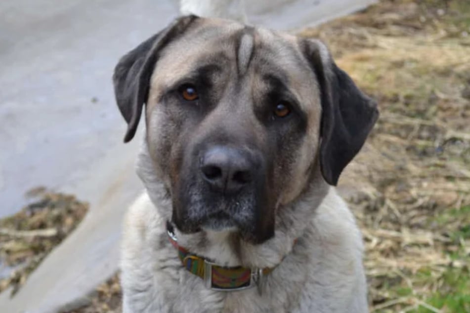 Dieser treue Hundeblick zeigt, wie sehr sich Bo ein eigenes Zuhause wünscht.
