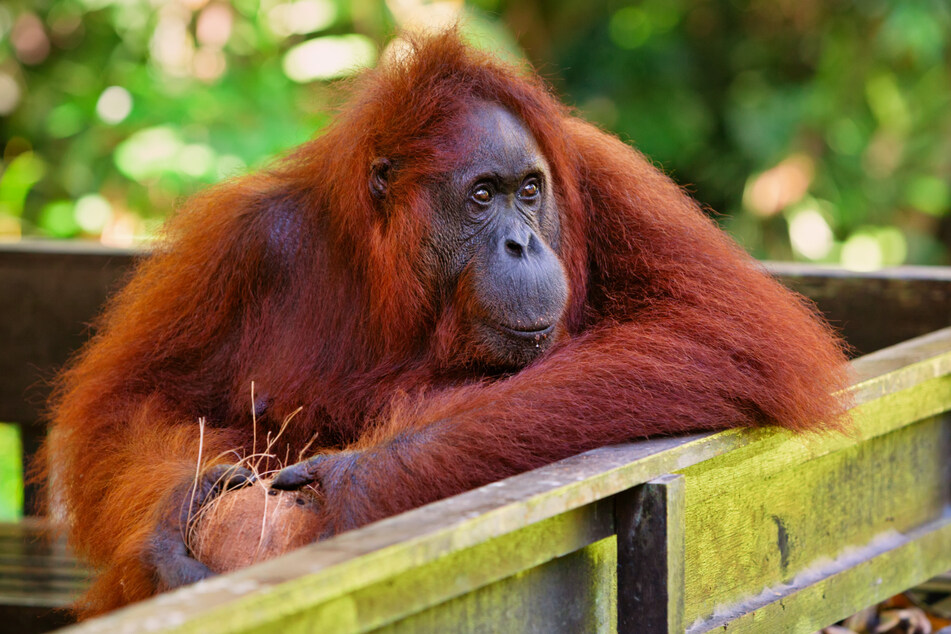 Orangutans are smart, and know how to use what's at hand to get what they want. In the case of a viral TikTok video, a baby's lost bottle (stock image).