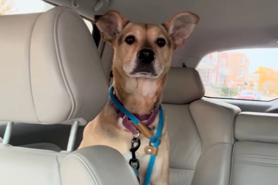 Im Video ist zu sehen, wie Cosmo begreift, dass er nun wieder zurück ins Tierheim muss. Dieser Anblick sticht vielen Usern ins Herz, wie die Kommentarspalte verrät.