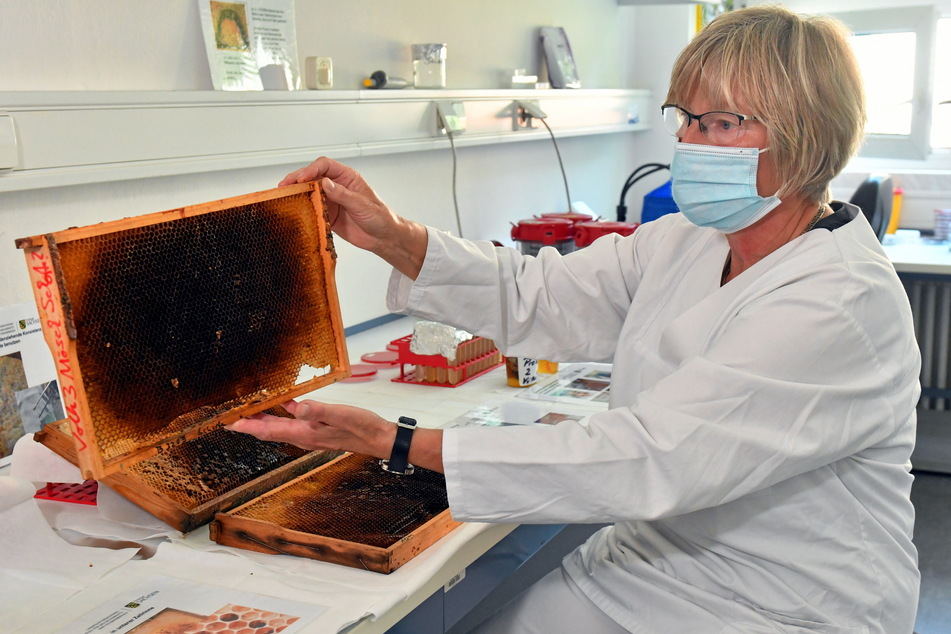 Erkennen Sie das? Bienenwaben! Angela Enge untersucht sie auf die Amerikanische Faulbrut, eine gefährliche Tierseuche.