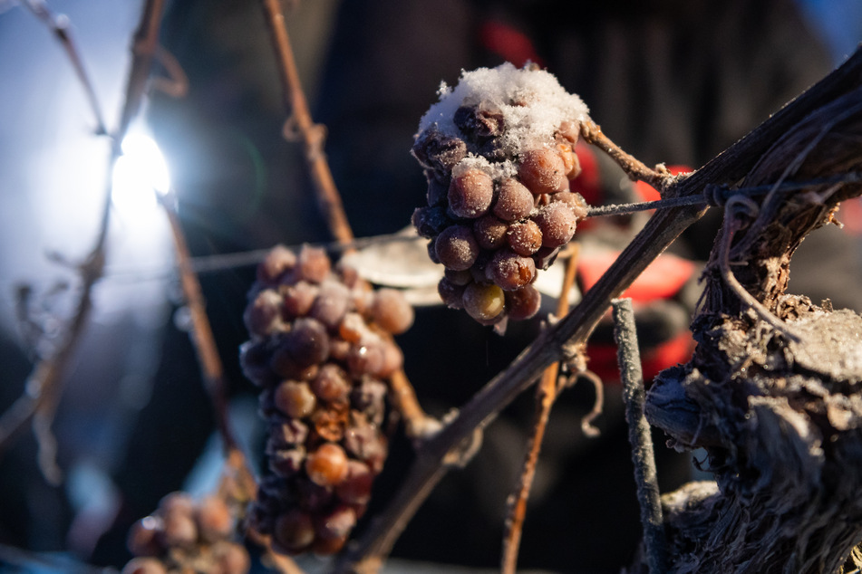 In Radebeul hofft man auf möglichst niedrige Temperaturen, um gefrorene Trauben ernten zu können.