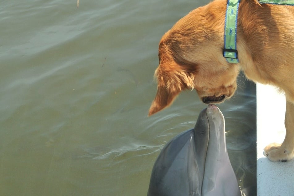 Niedliche Fotos zeigen: Hund und Delfin sind beste Freunde!