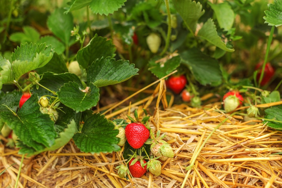 Erdbeeren richtig pflanzen: Wer die Früchte vor Schimmel und Schädlingen schützen möchte, legt eine Schicht Stroh aus.
