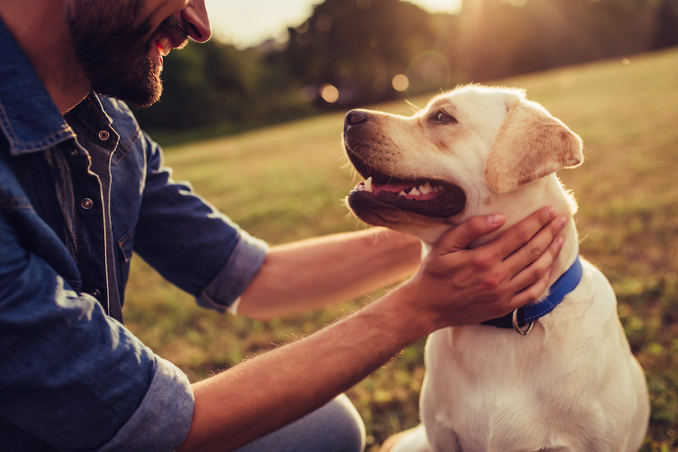 Damit Tierheim-Hund und Halter perfekt zusammen passen, sollte man auf den Rat der Pfleger hören.