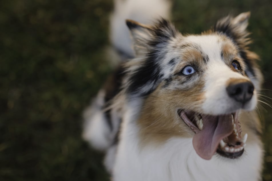 Scientists reveal how to make dogs pay attention in new study