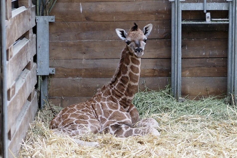 Giraffen-Baby Kiano erfreut seine langbeinige Familie und die Zoo-Besucher.