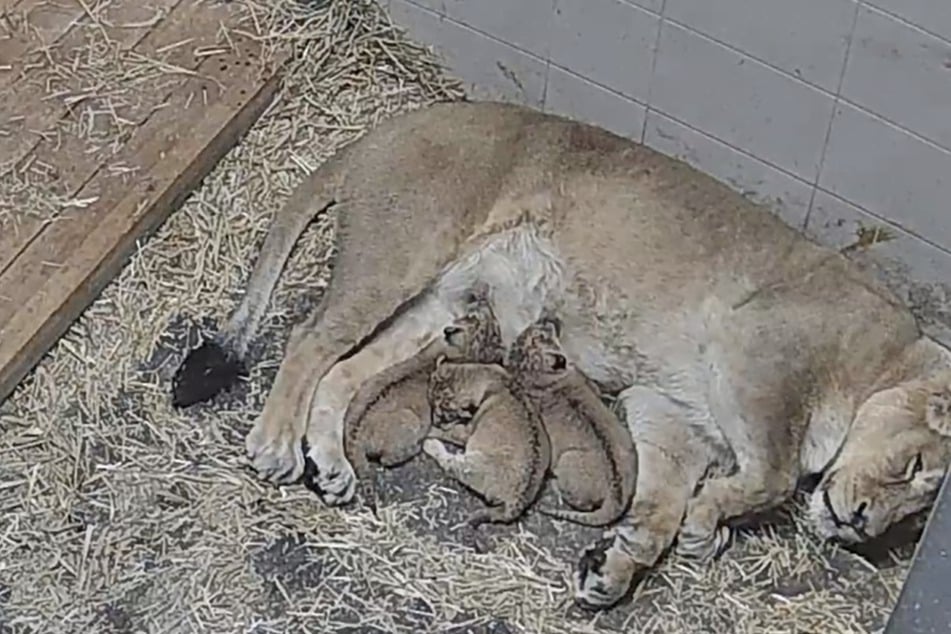 Nach Tod von vernachlässigtem Löwenbaby: Gleich dreimal Nachwuchs im Zoo