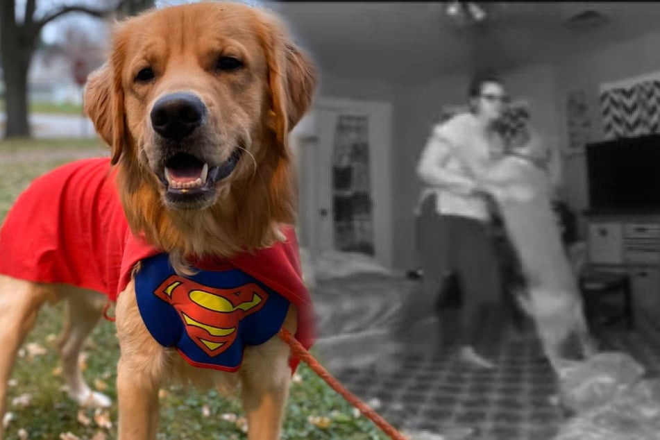 A real superdog: golden retriever Jax.