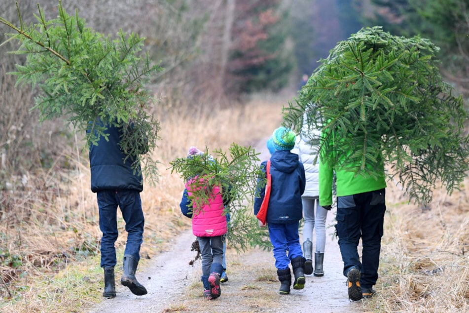 Chemnitz: Hier können Chemnitzer ihr Weihnachtsbäumchen selbst fällen