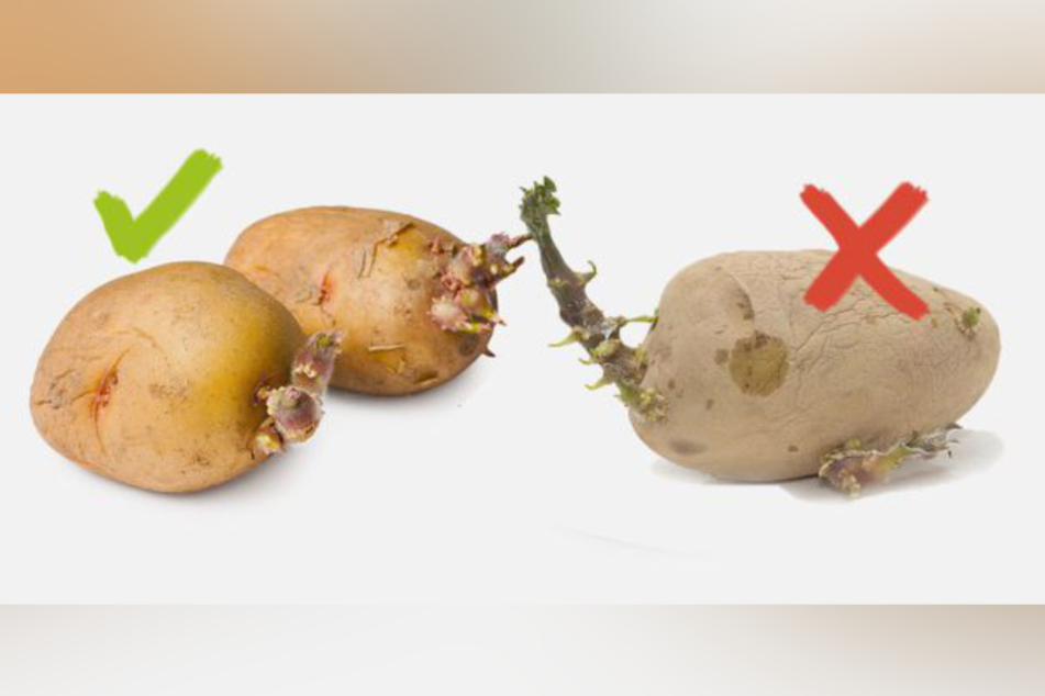 Wenn sich die Kartoffel grün färbt und längere Keimlinge entwickelt, sind sie nicht mehr genießbar.