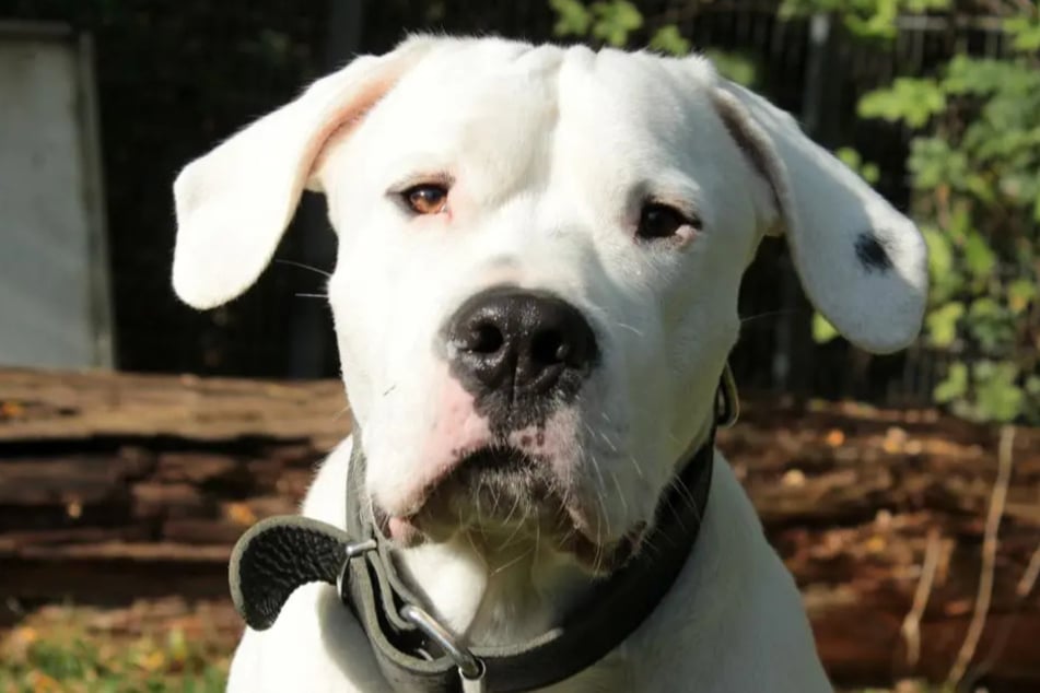 Mieszaniec Dogo Argentino Blade wciąż liczy na szczęśliwe zakończenie, mimo że od czterech lat przebywa w schronisku w Hamburgu.