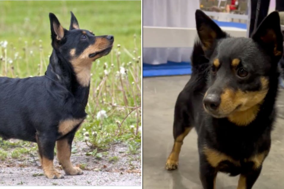 American Kennel Club welcomes its latest recognized dog breed: the Lancashire heeler!