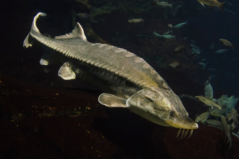 Der Atlantische Stör kann bis zu 60 Jahre alt werden. Der bis zu vier Meter große Fisch, ernährt sich von Krebsen, Muscheln und toten Fischen.