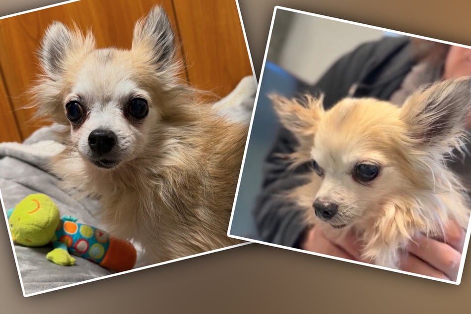 Armer Opa sucht Glück: Tierheim kämpft für Hund Nico