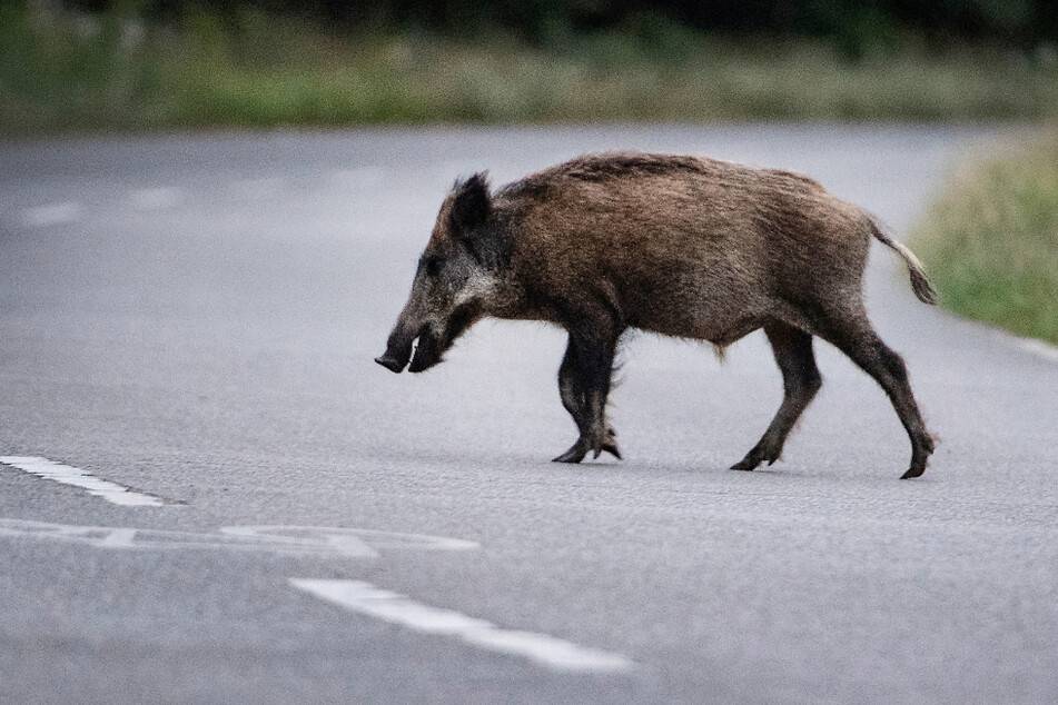 Ein Wildschwein läuft über eine Straße. Wegen der Schweinepest werden die Tiere häufiger gejagt (Symbolfoto).