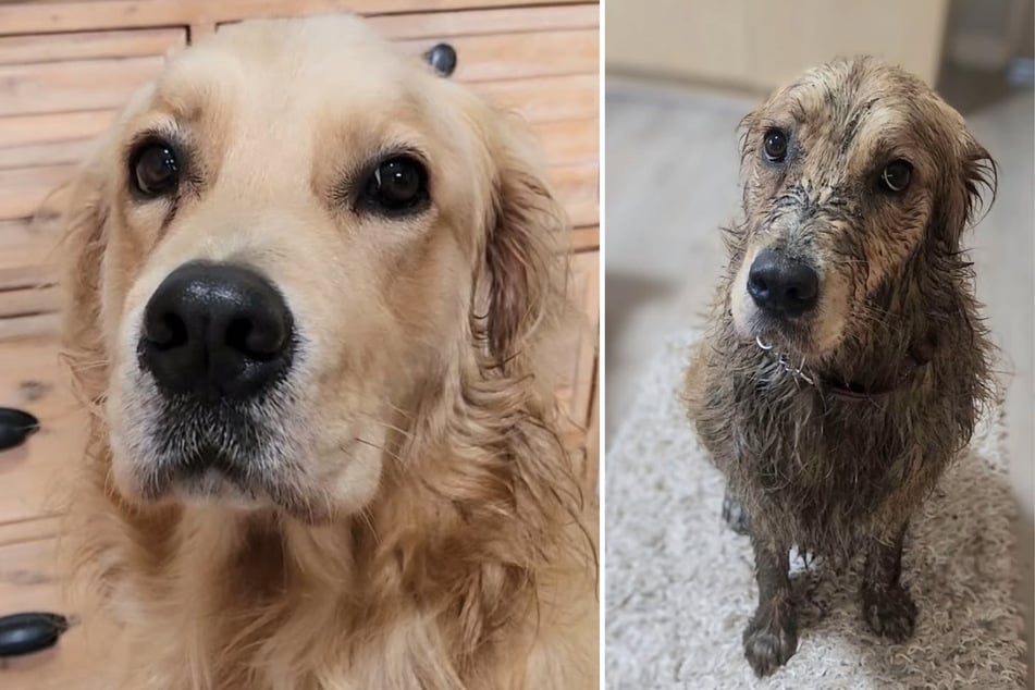 Da kann sie auch noch so harmlos gucken. Wer Golden Retriever Lana in den Garten lässt, muss mit diesem Ergebnis rechnen.