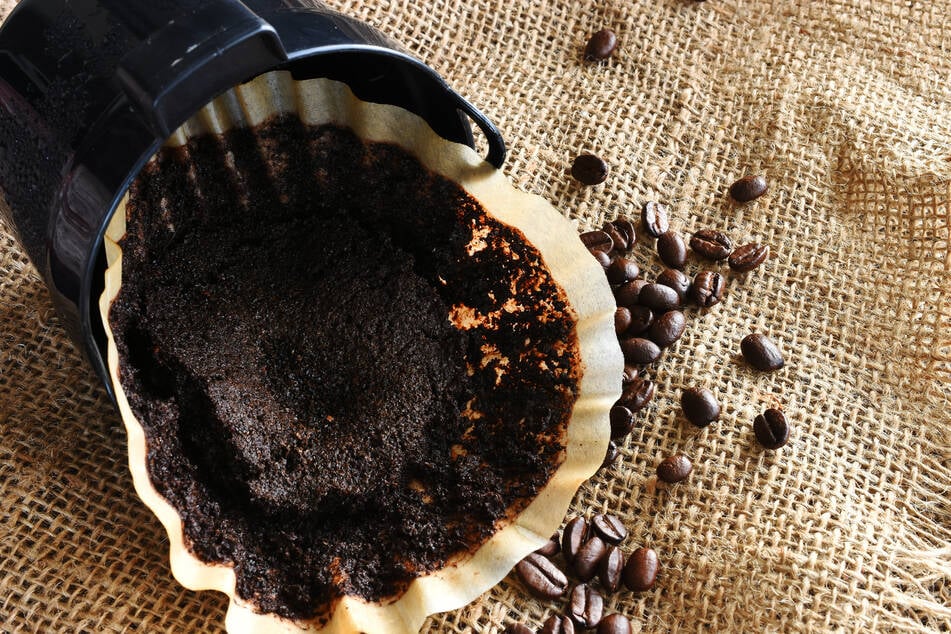 Wenn man Kaffeesatz gegen Moos einsetzen will, muss man ihn erst trocknen lassen.