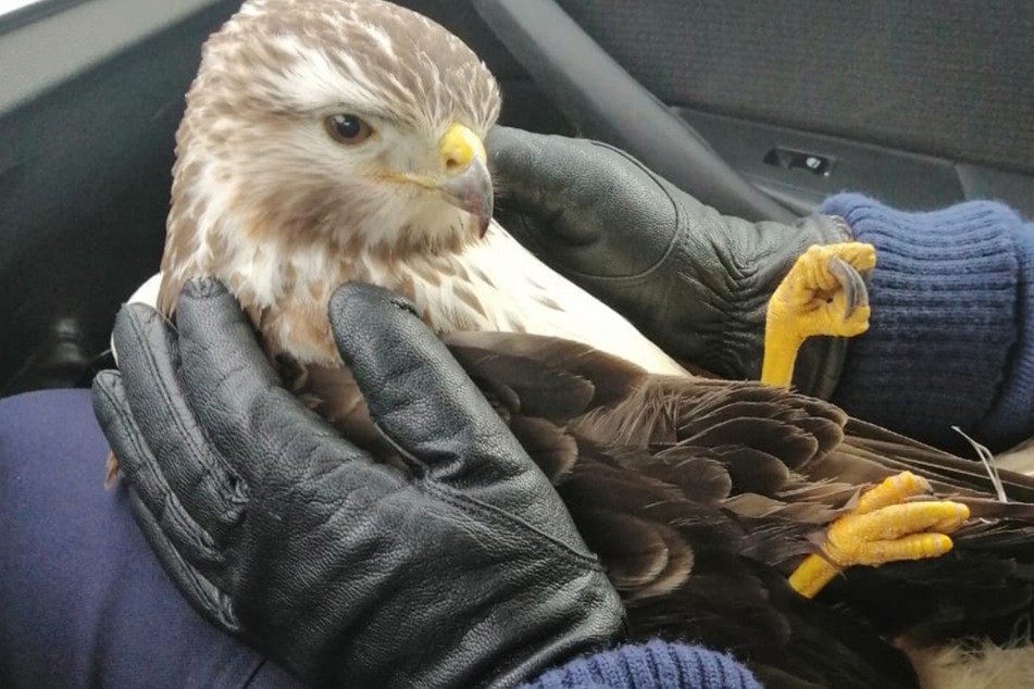 Mäusebussard von 40-Tonner erfasst und weg geschleudert, Polizisten beobachten alles