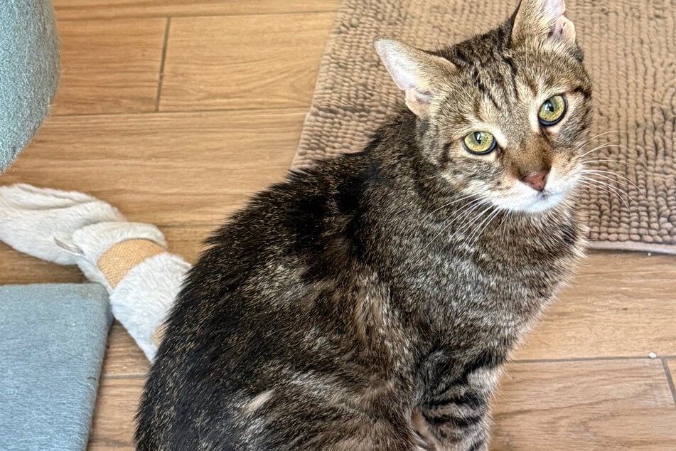 Erst verlor er sein Zuhause, dann kam die üble Diagnose: Wer hilft Europäisch Kurzhaar-Kater Puma?