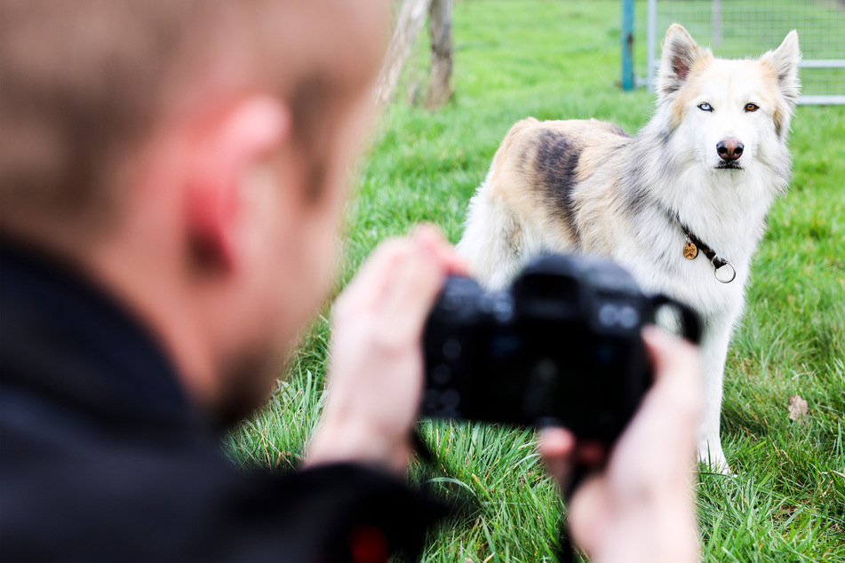 There's a lot more to building an Instagram dog career than a few good snaps.