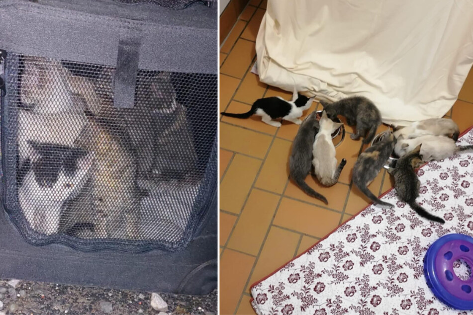 Am selben Morgen fanden die Tierpfleger acht weitere ausgesetzte Kitten.