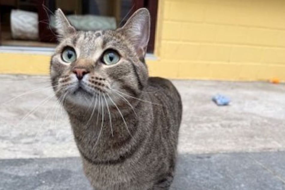Harald sucht ein liebevolles Zuhause bei netten Katzenfreunden.