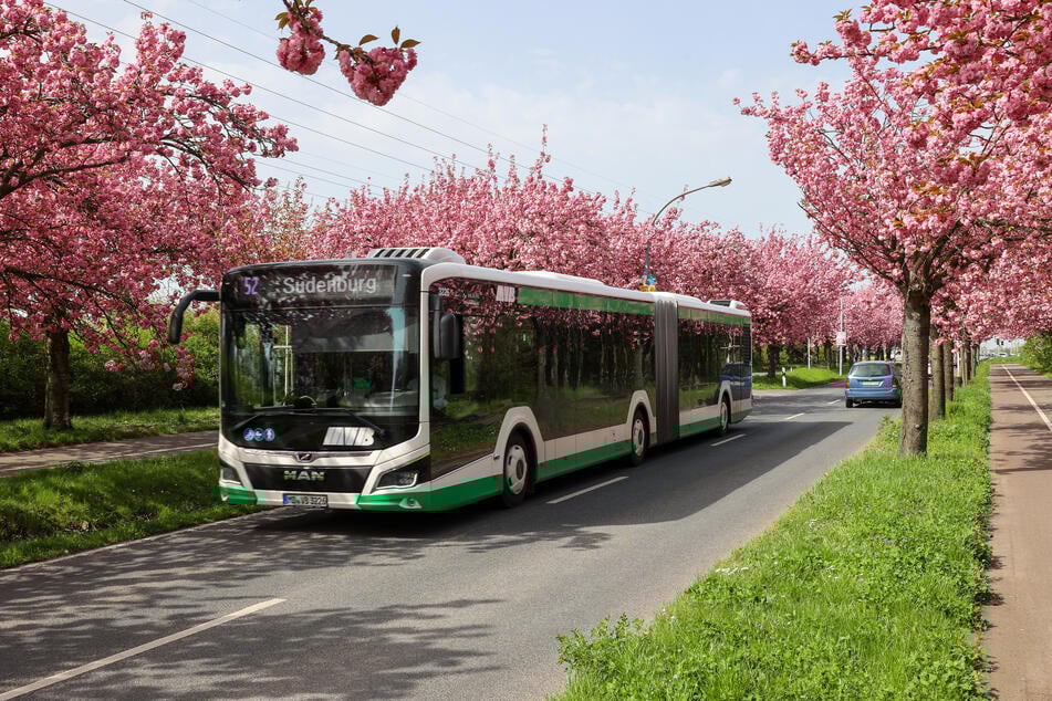 Busse der MVB-Linie 52 müssen für ein paar Wochen umgeleitet werden.