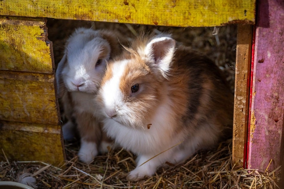 Die überlebenden Kaninchen sind jetzt an einem sicheren Ort untergebracht.
