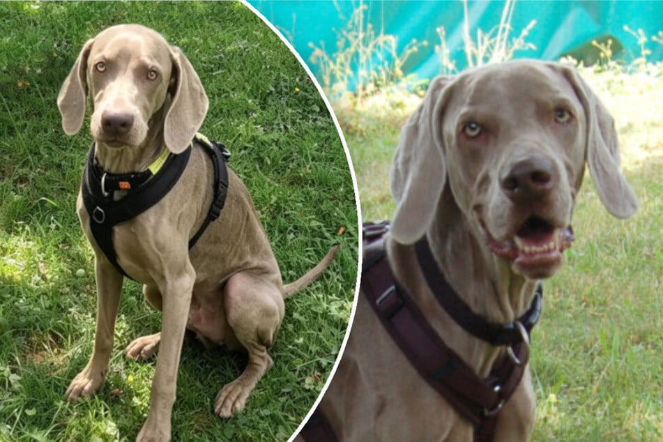 Weimaraner nur noch Haut und Knochen: Wer schenkt Coop ein Happy End?