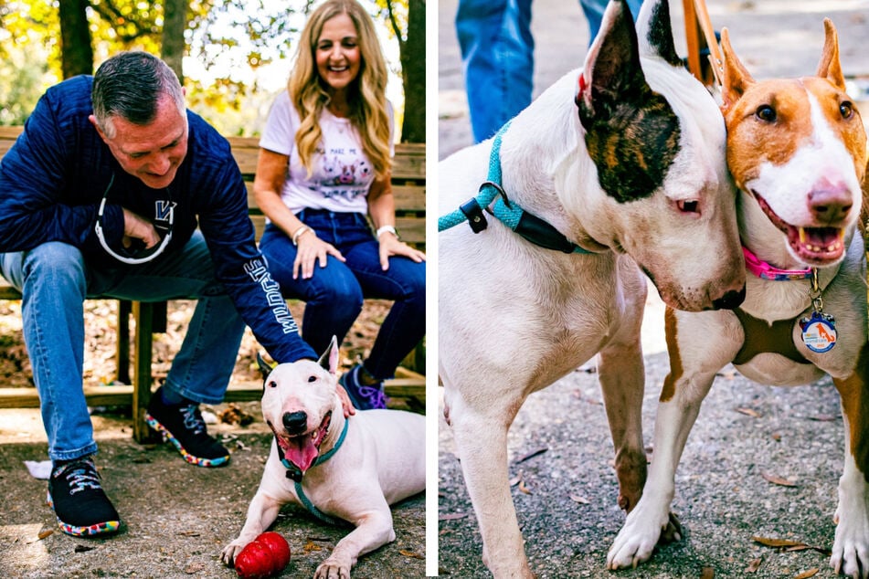 Im Hurrikan ausgesetzter Hund erlebt sein Happy End: "Liebe auf den ersten Blick"