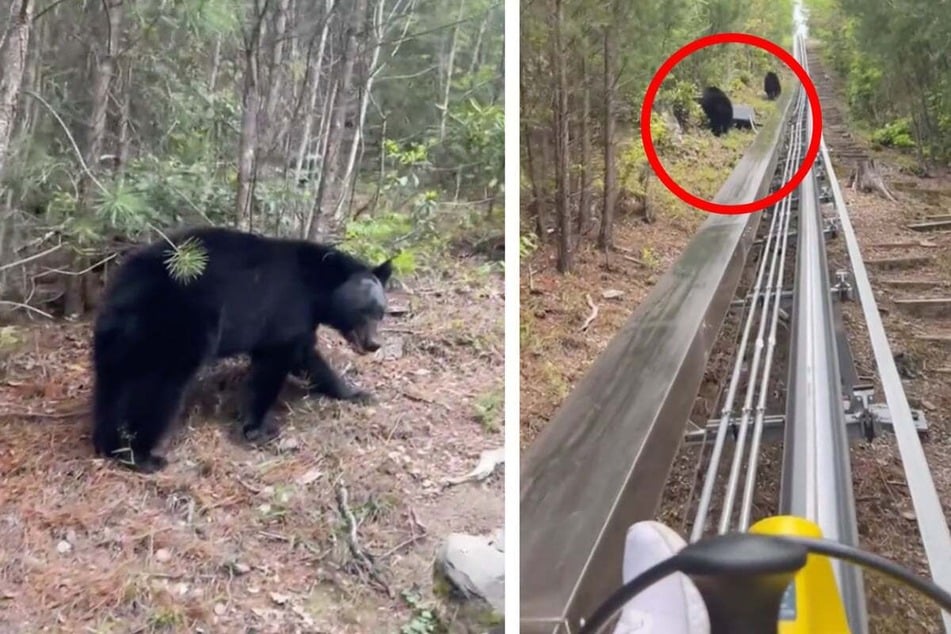 Woman films nail-biting wild animal encounter while on vacation toboggan run