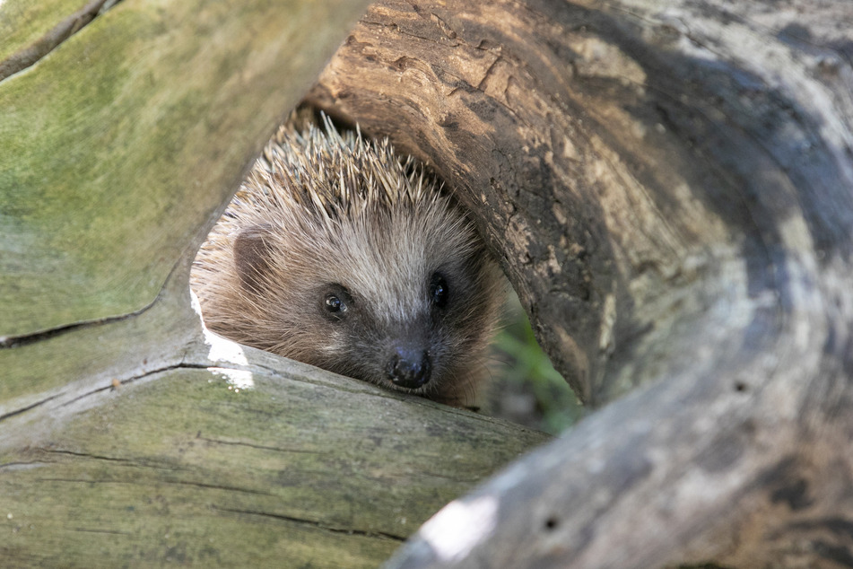 Igel-Männchen Martin guckt schon wieder recht fit, ist aber noch nicht ganz bereit, um wieder in die Wildnis entlassen zu werden.