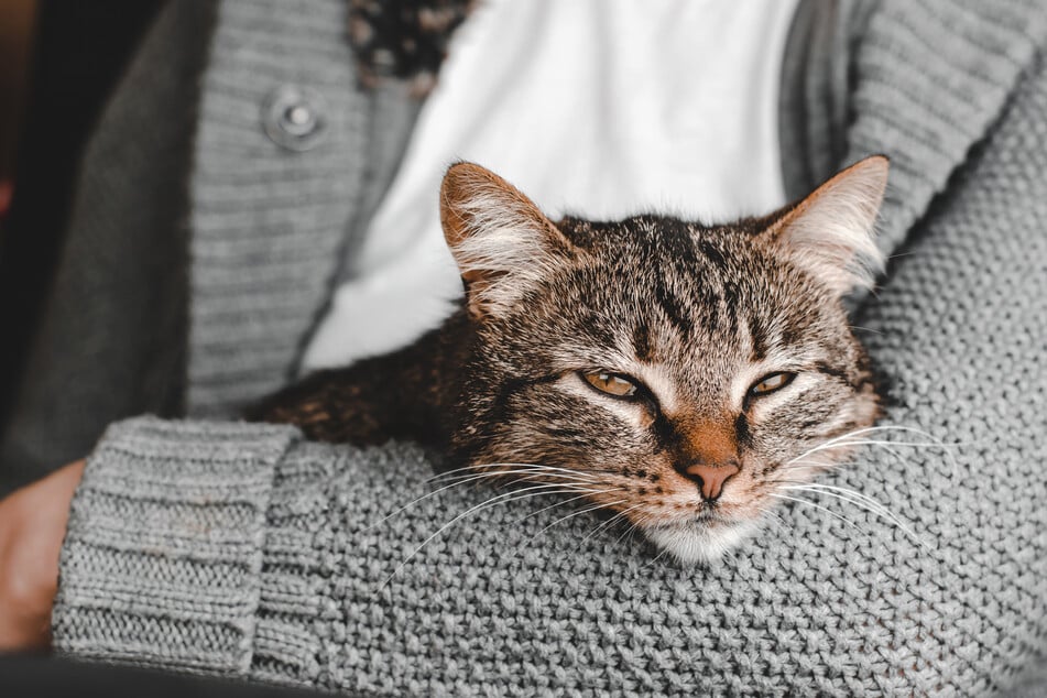 Woran Du erkennst, dass eine Katze stirbt, erfährst Du im Katzenratgeber.