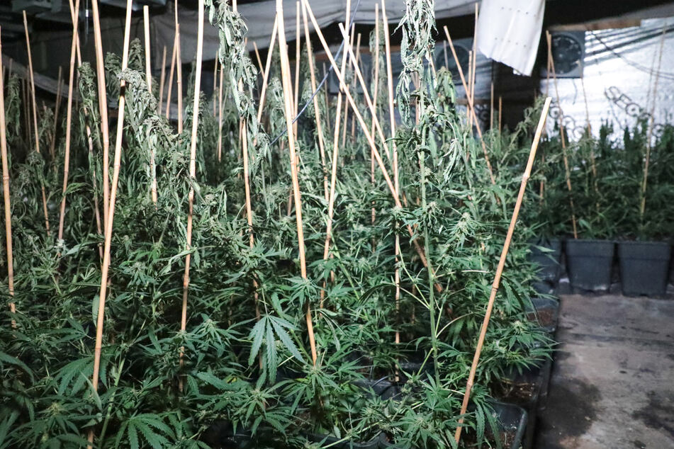 Knapp 2000 erntereife Pflanzen: Polizei hebt Cannabis-Plantage in Solingen aus