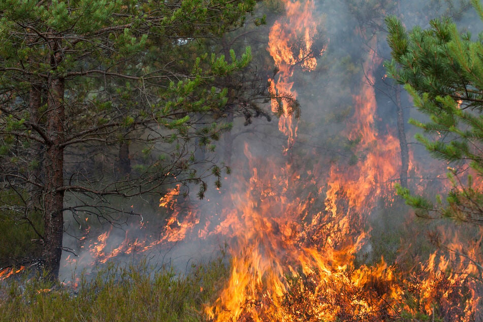 In ganzen elf Landkreisen Sachsen-Anhalts herrscht aktuell hohe Waldbrandgefahr. (Symbolbild)