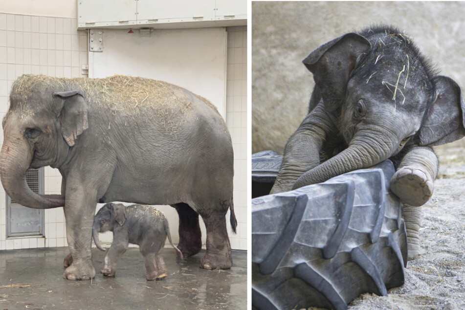 Seit seiner Geburt im November 2020 (links) hat Elefantenbaby Otto ganz schön zugelegt (rechts).