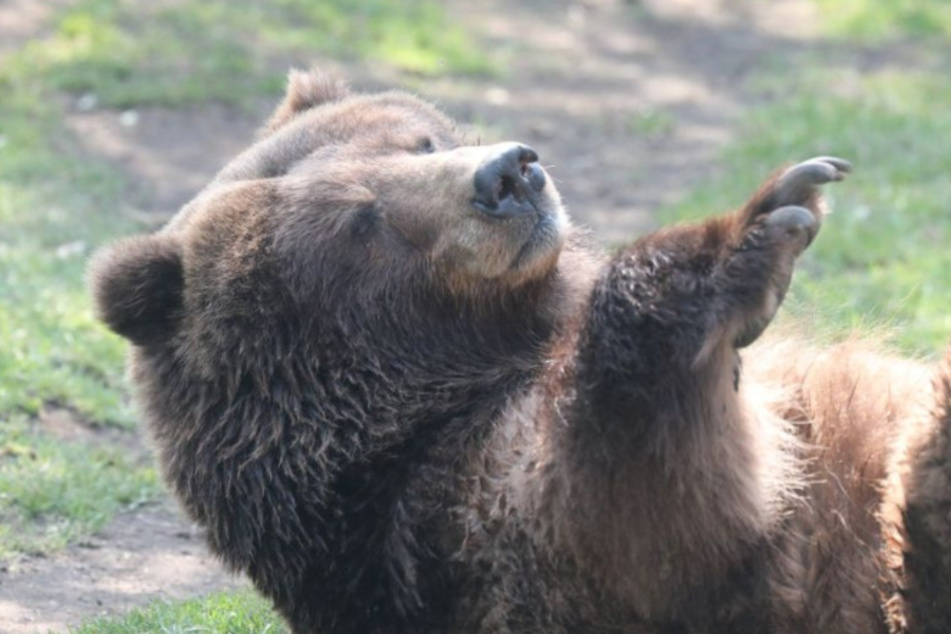 Grizzlybär-Dame Frederike musste im Alter von 36 Jahren eingeschläfert werden.