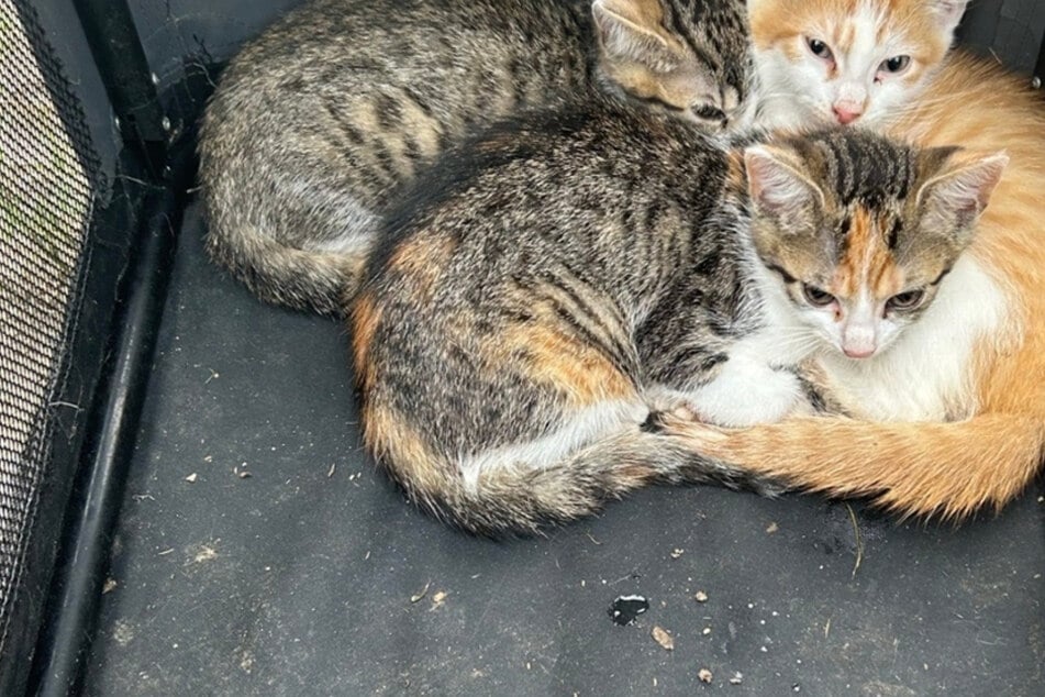 Rettung an Görlitzer See: Wer hat diese Katzenbabys ausgesetzt?