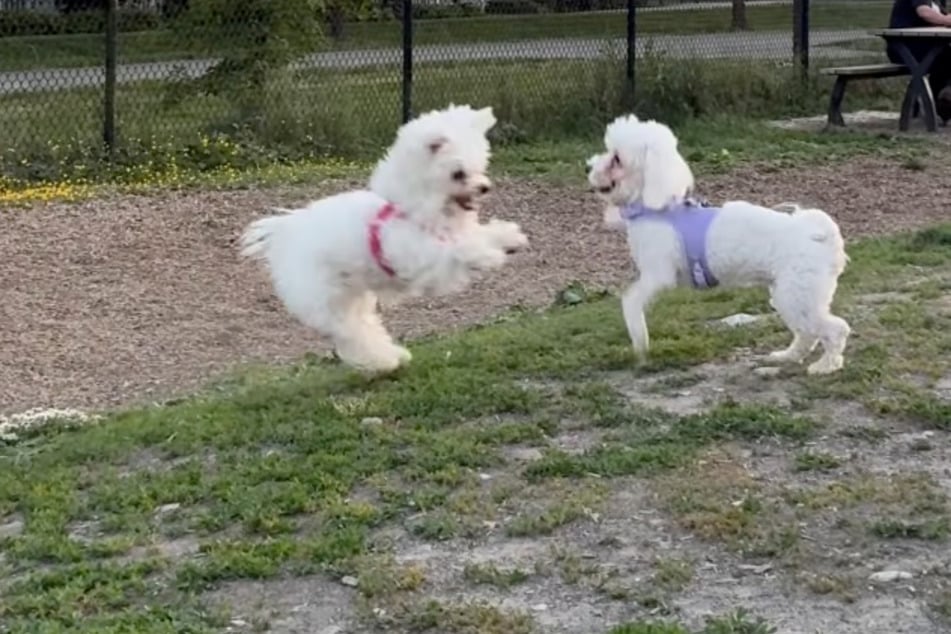 Die Hunde-Schwestern waren in Wahrheit total begeistert voneinander.