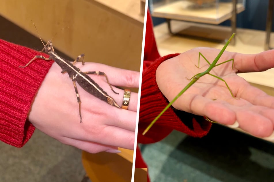 Jeden Freitag um 15 Uhr haben Besucher die Chance, eine Unerwartete Gespenstschrecke (l.) und eine Annam-Stabschrecke (r.) auf die Hand zu nehmen.