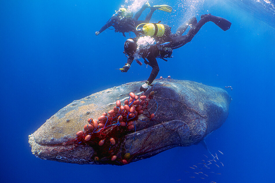 What an experience, saving one of the biggest creatures on the planet!