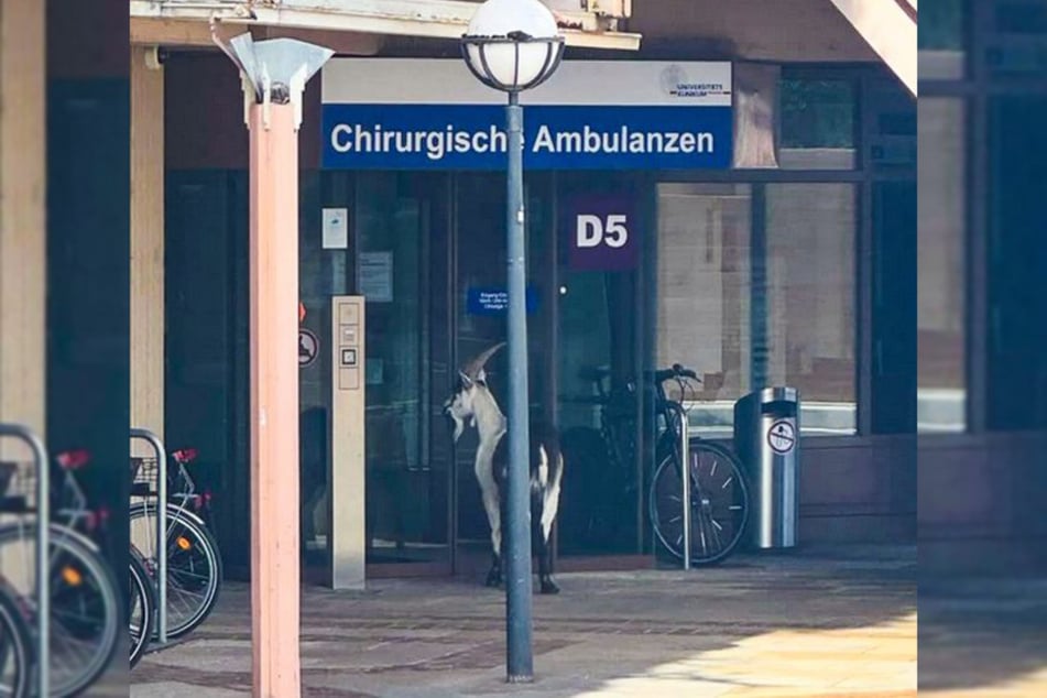Der Ziegenbock wartete brav vor dem Eingang der chirurgischen Ambulanz.